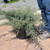 Juniperus chinensis Angelica Blue 169450